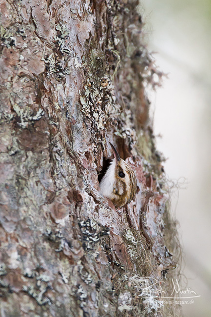 Common Treecreeper - Waldbaumläufer - Certhia familiaris