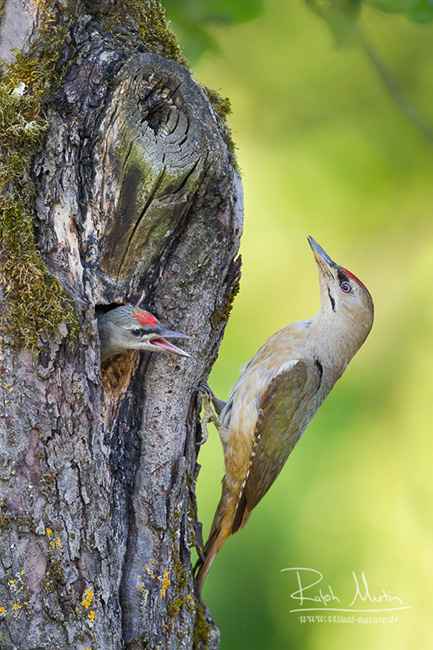 Grey-headed Woodpecker - Grauspecht - Picus canus