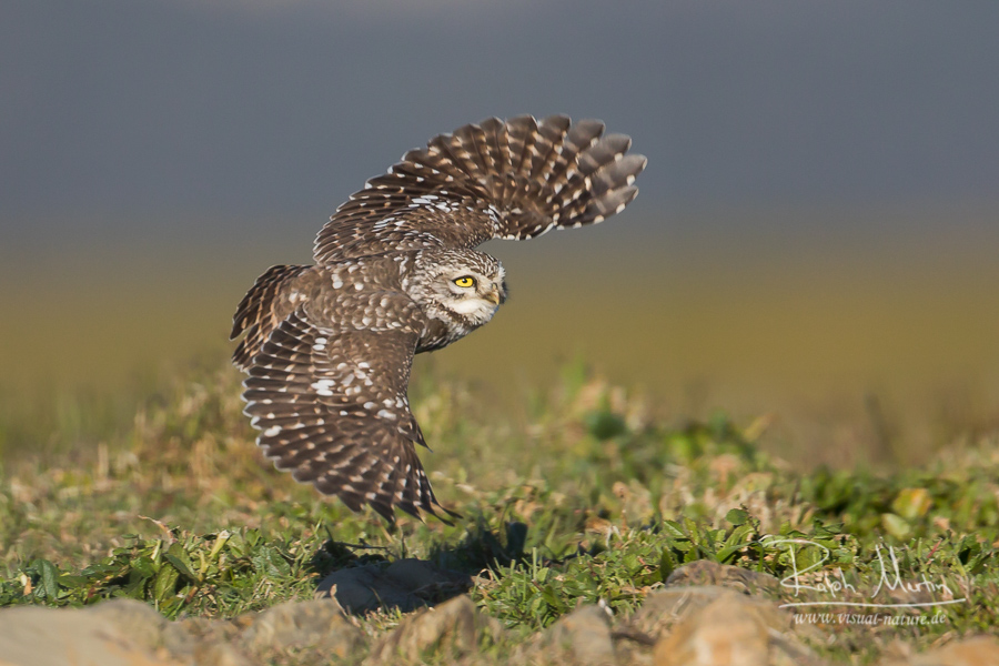 Little Owl - Steinkauz - Athene noctua