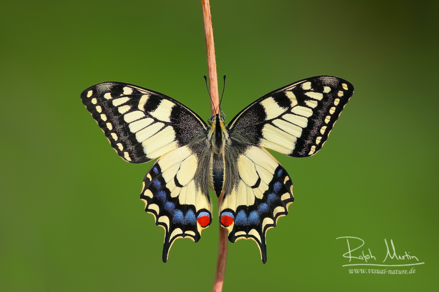 Swallowtail - Schwalbenschwanz - Papilio machaon