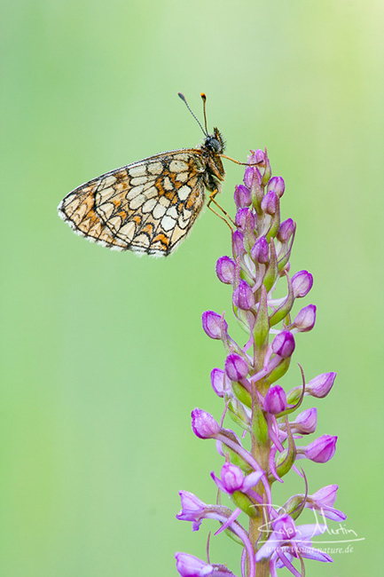 Heath Fritillary - Wachtelweizen-Scheckenfalter - Melitaea athalia on a Fragrant Orchid - Mücken-Händelwurz - Gymnadenia conopsea