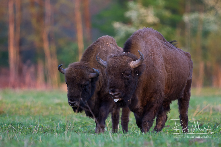 European Bison - Wisent - Bison bonasus