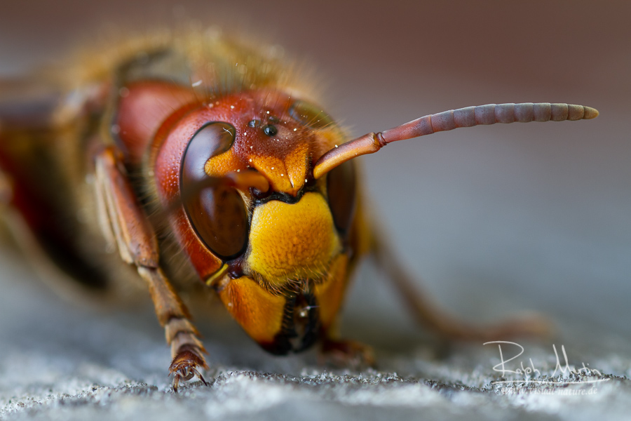 European hornet - Hornisse - Vespa crabro