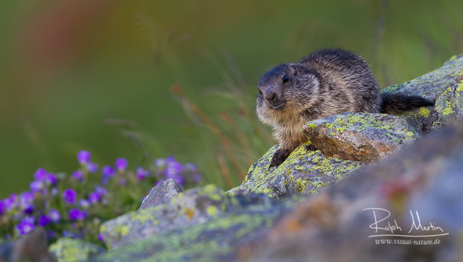 Alpine Marmot - Alpenmurmeltier - Marmota marmota