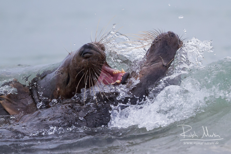 Grey Seal - Kegelrobbe - Halichoerus grypus