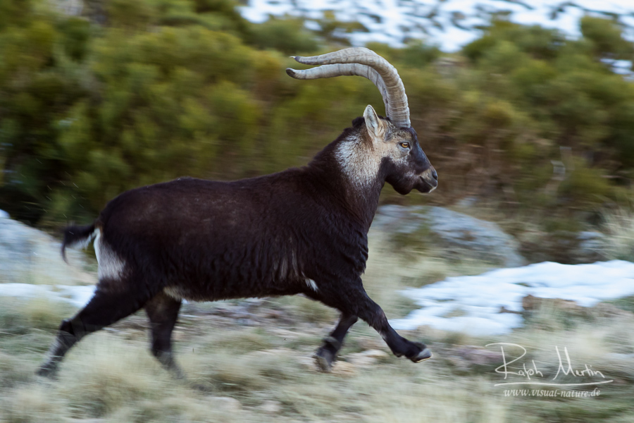 Iberian Ibex - Iberiensteinbock - Capra pyrenaica