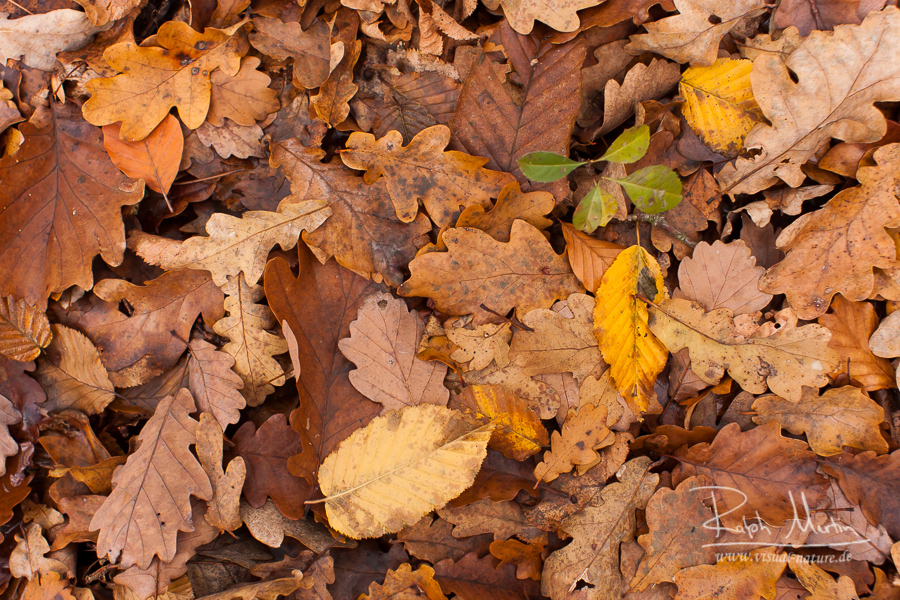 Forest soil in autumn - Waldboden im Herbst