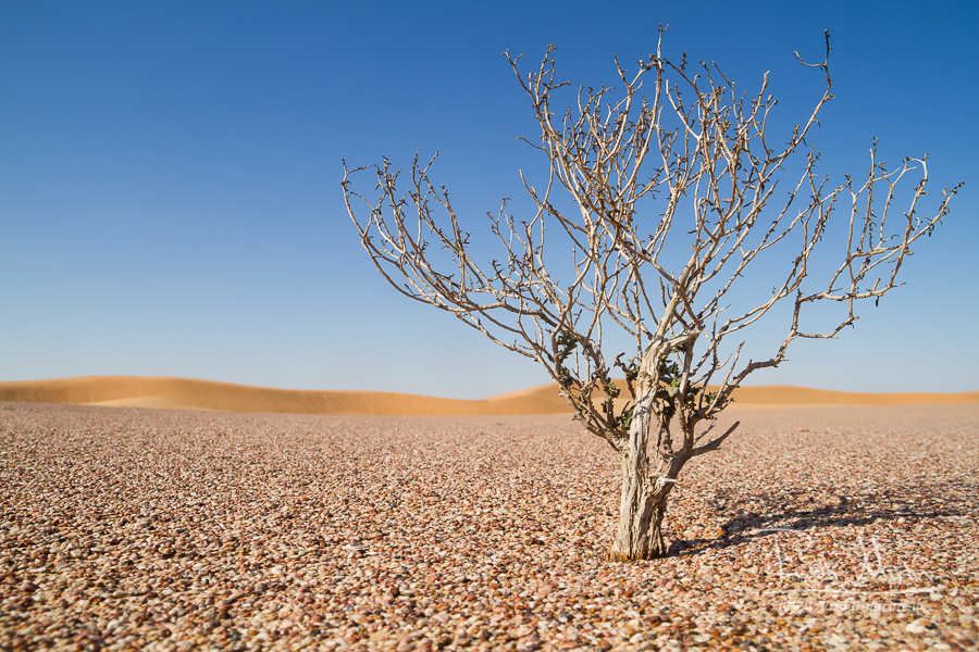 Desert in the Sultanate of Oman