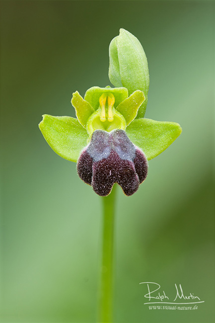 Dark Bee Orchid - Braune Ragwurz - Ophrys fusca