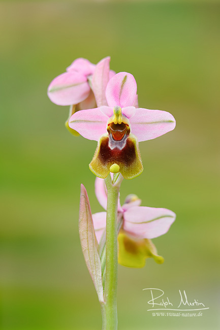 Sawfly Orchid - Wespen-Ragwurz - Ophrys tenthredinifera