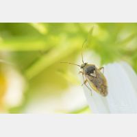 5472 x 3648 Px   Lygus rugulipennis, Germany (Hamburg), imago_RM_190921_D2_2384.jpg